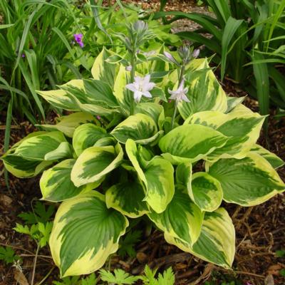 Hosta 'Twilight'